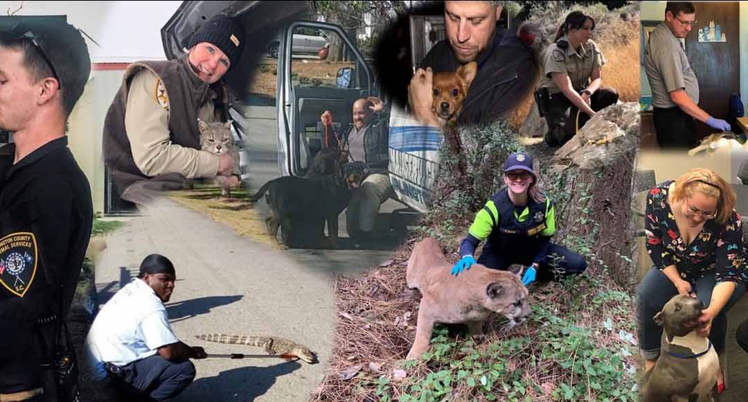 Animal Care and Control Appreciation Week