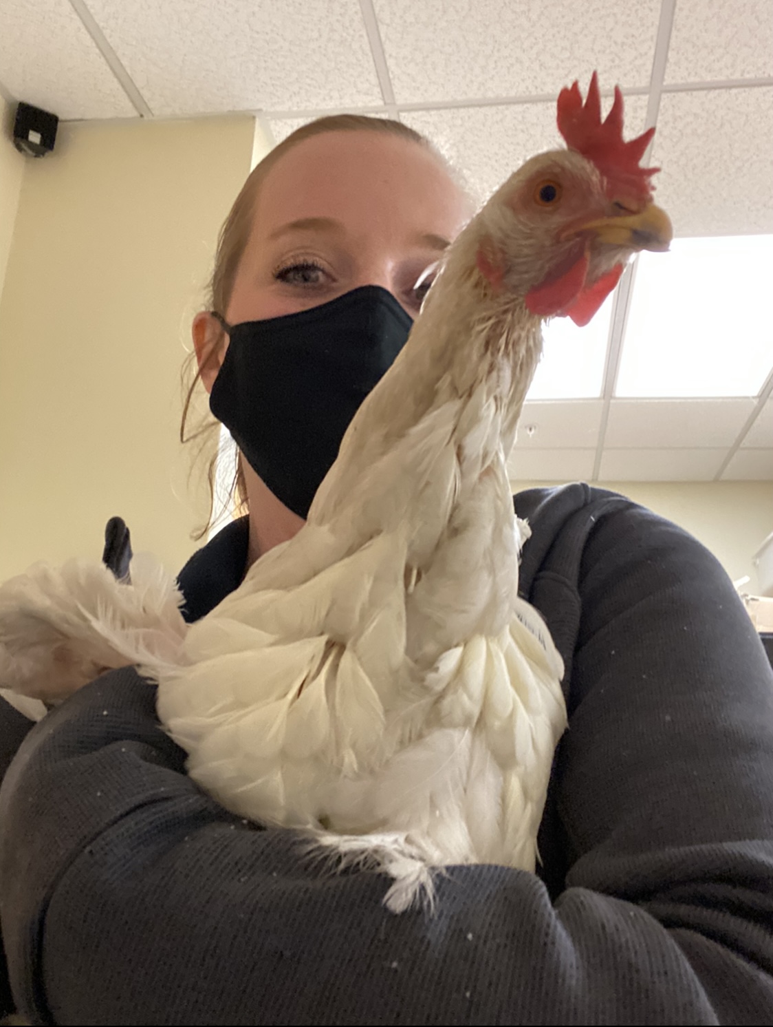 Strong willed rooster