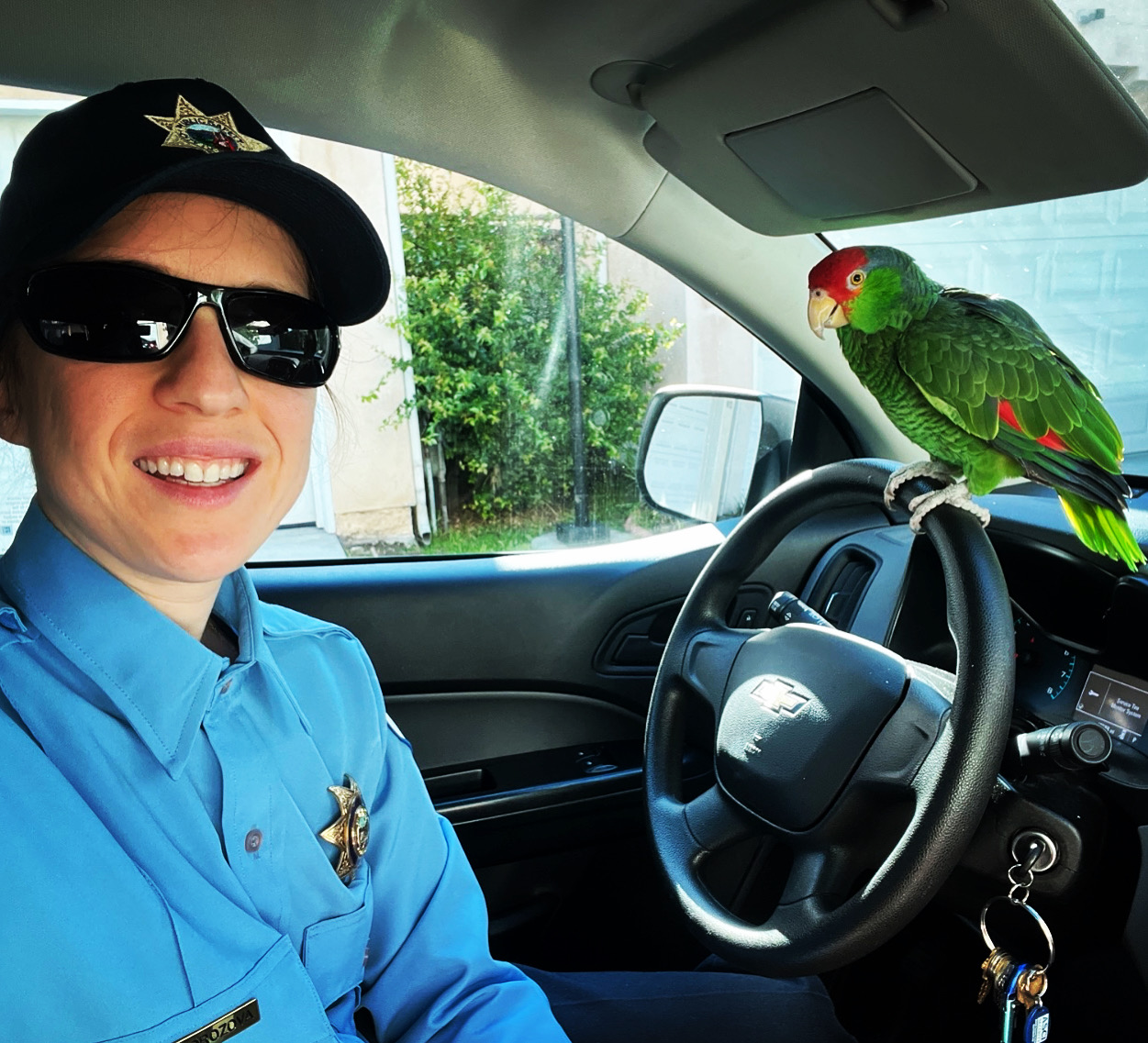 “Lolo” the rescued red-crowned amazon
