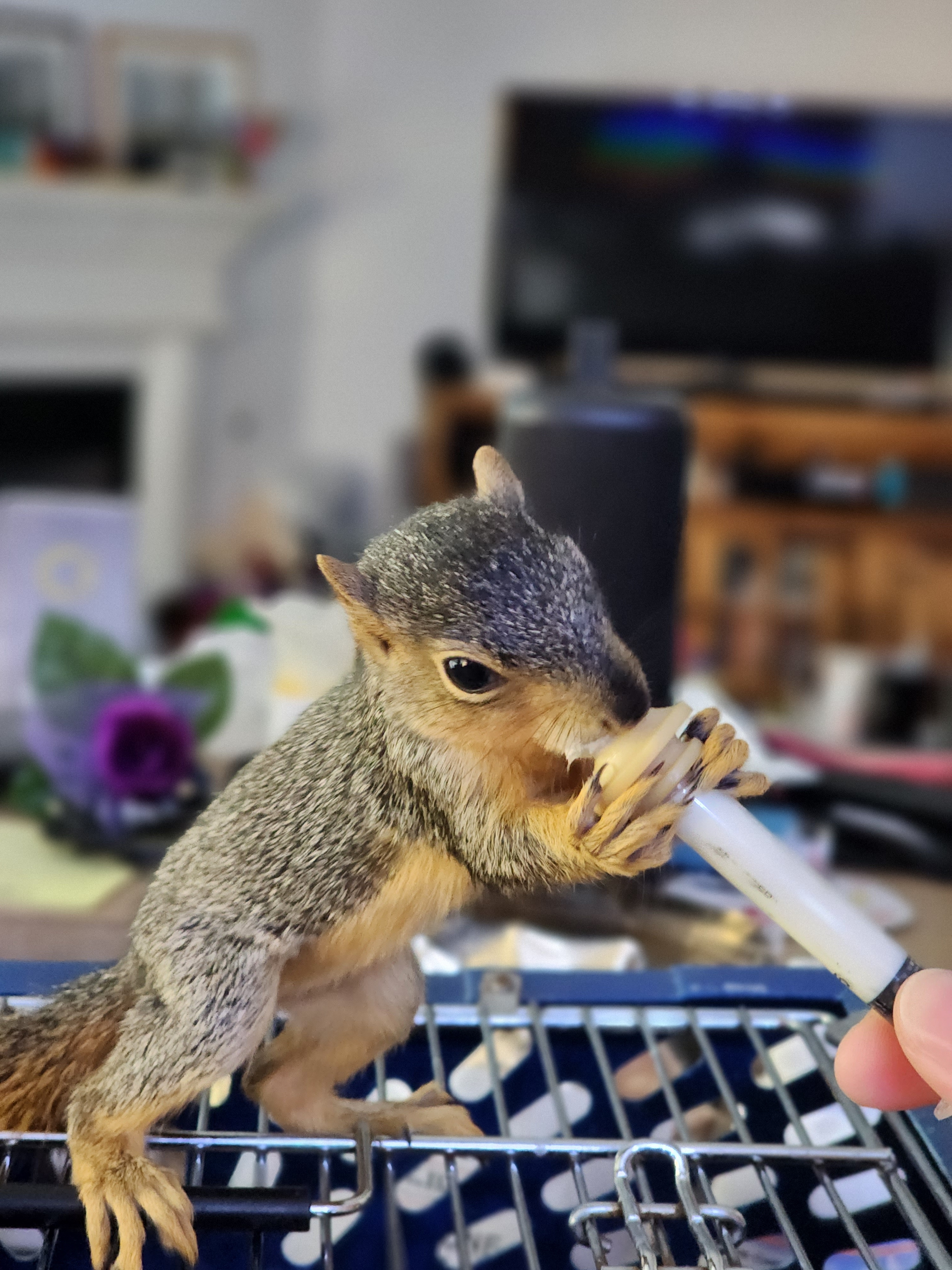 Allen Animal Services