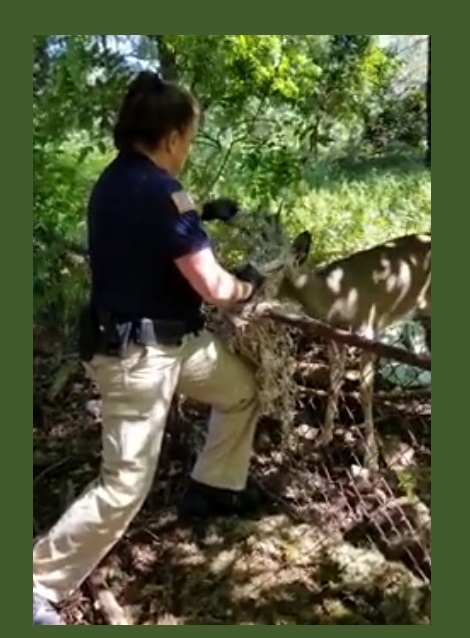 ACO Michele frees deer from soccer net
