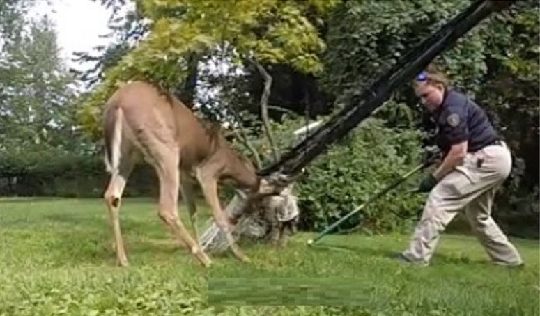 ACO Michele wrestling a deer stuck in a soccer net